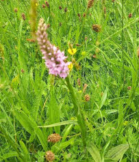 A closeup of a common spotted orchid